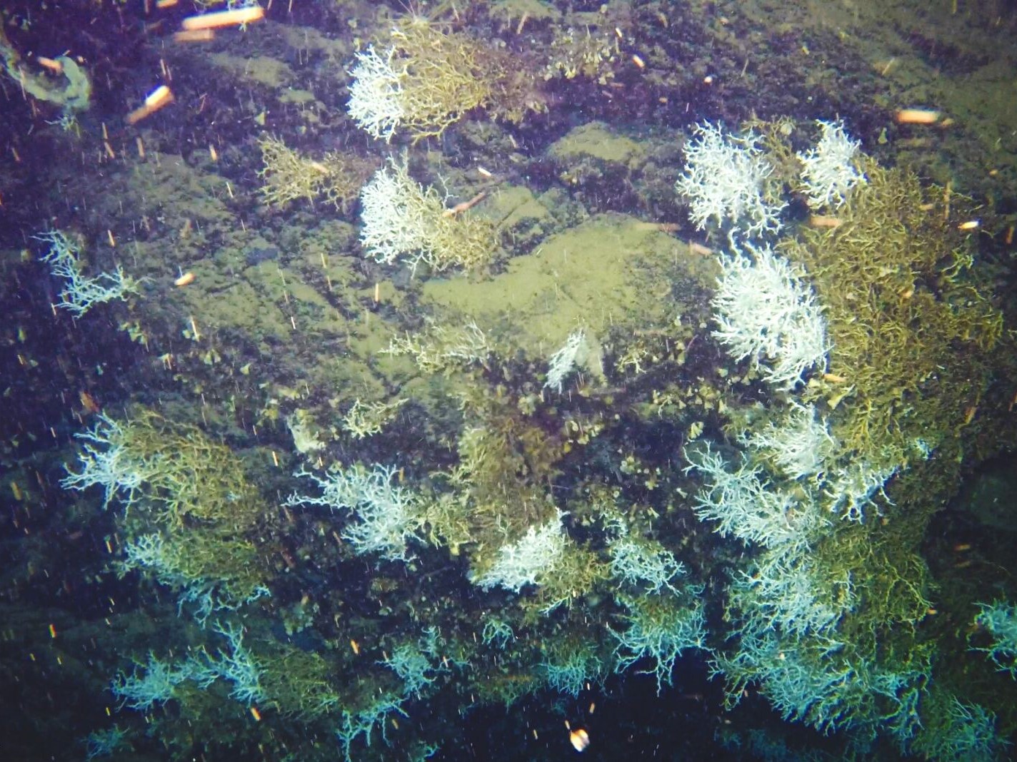 Operations and offices of THE SOFTWARE TAILORS LTD